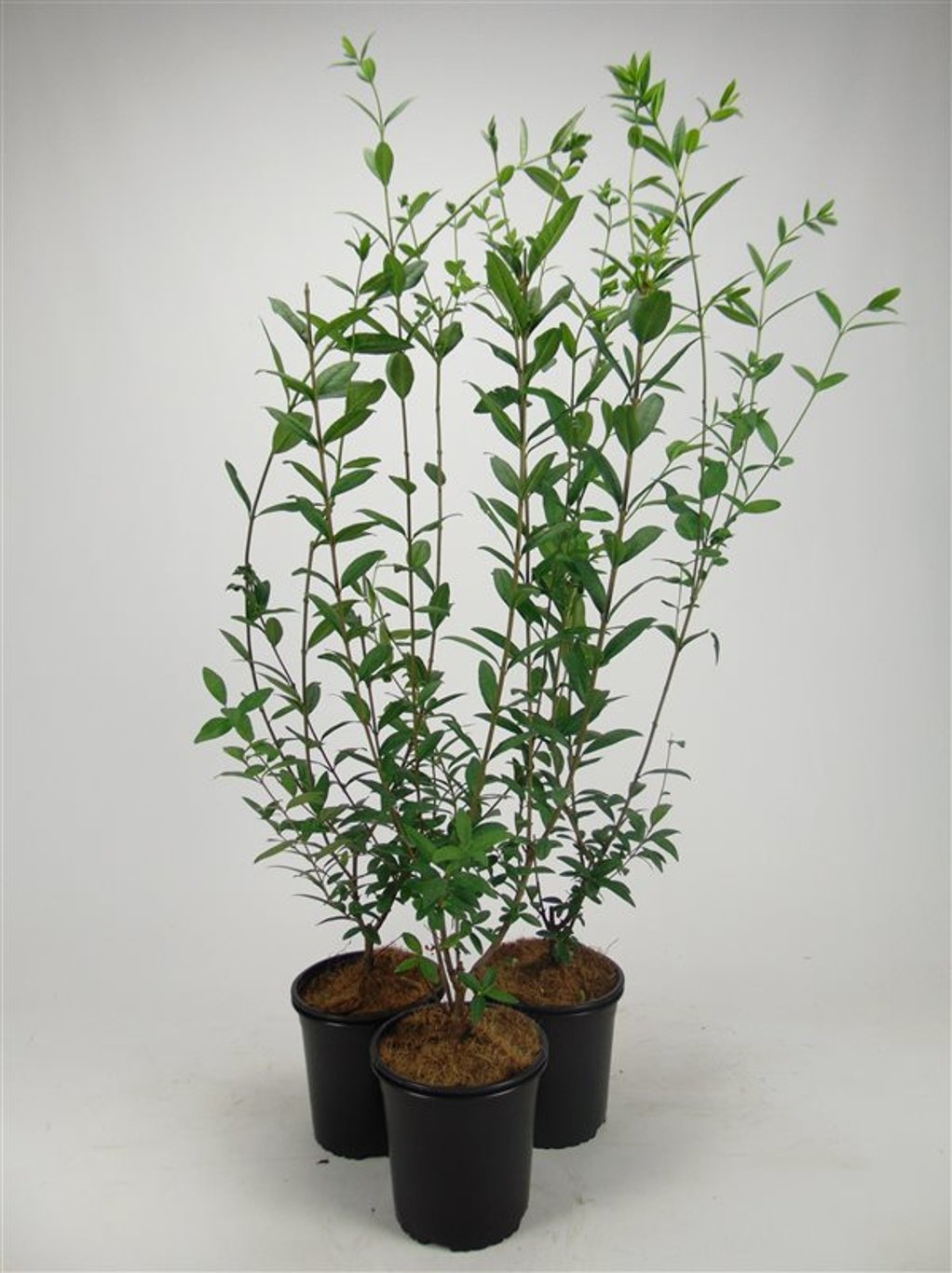 Ligustrum vulg. 'Atrovirens' - C2.5 40-60 CM